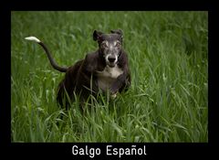 GALGO ESPAÑOL - Eigentlich ist das Gras schon viel zu hoch