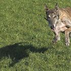 GALGO ESPAÑOL - Fang den Schatten