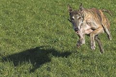 GALGO ESPAÑOL - Fang den Schatten