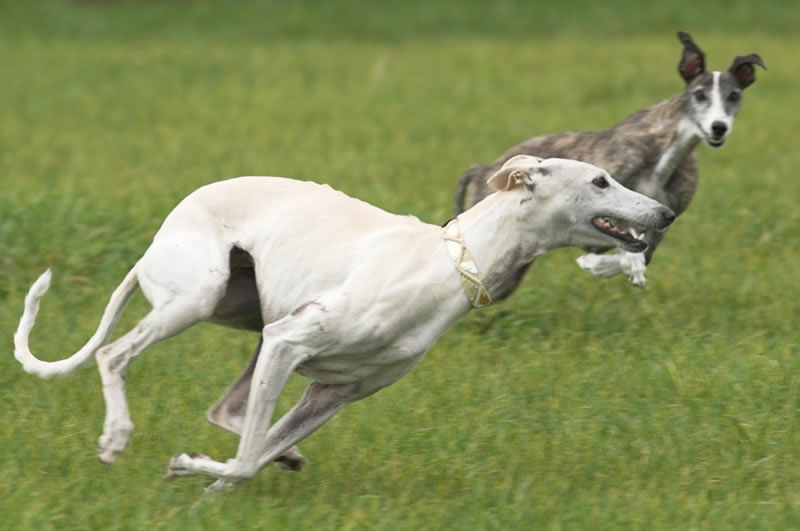 GALGO ESPAÑOL - Fang mich doch