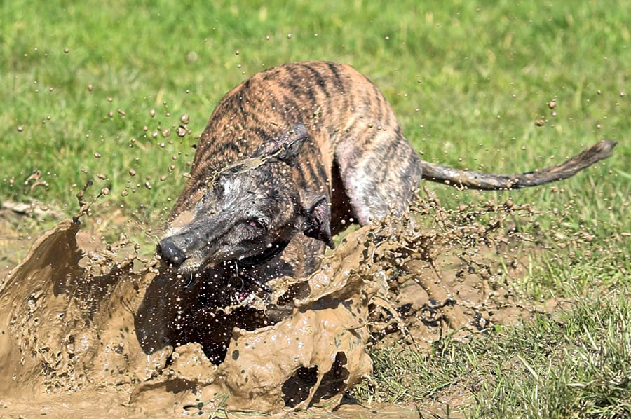 GALGO ESPAÑOL - Fellpflege