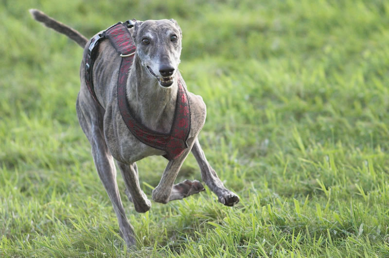 GALGO ESPAÑOL - Flitzer