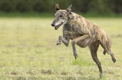 GALGO ESPAÑOL - Jump