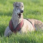 GALGO ESPAÑOL - Langes Nasenkribbeln