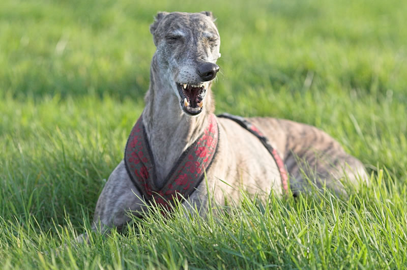 GALGO ESPAÑOL - Langes Nasenkribbeln