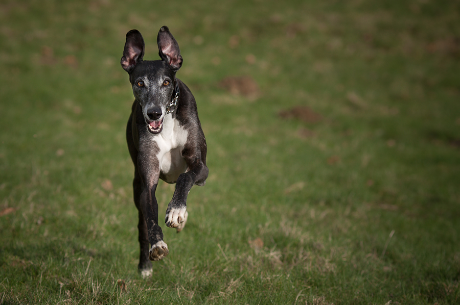 GALGO ESPAÑOL - Mit diesen Ohren höre ich das leiseste Leckerlitütenknistern