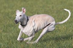 GALGO ESPAÑOL - Muskeln