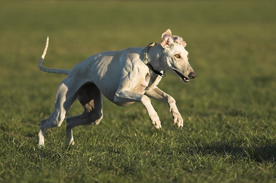 GALGO ESPAÑOL - Muskeln