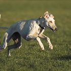 GALGO ESPAÑOL - Muskeln