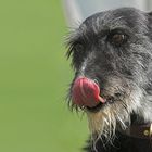 GALGO ESPAÑOL PURO – Ätschibätsch