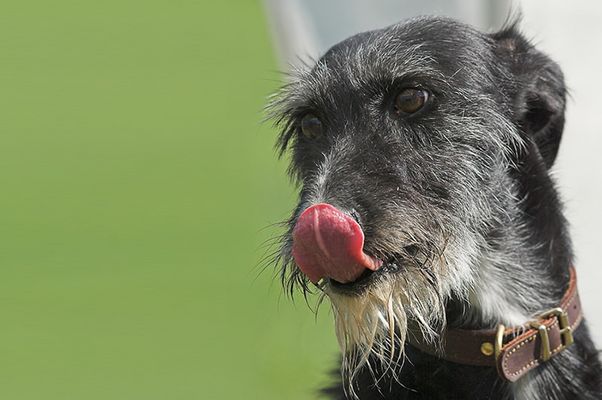 GALGO ESPAÑOL PURO – Ätschibätsch