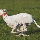 GALGO ESPAÑOL - Rennen