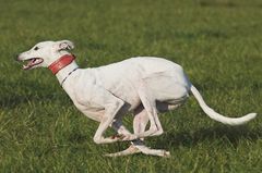 GALGO ESPAÑOL - Rennen