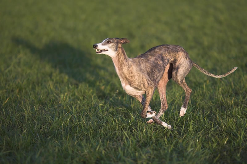 GALGO ESPAÑOL - Shadow