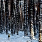 Galgo im fränkischen Winterwald