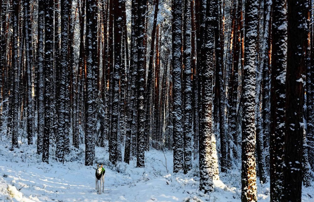 Galgo im fränkischen Winterwald