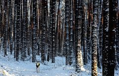 Galgo im fränkischen Winterwald