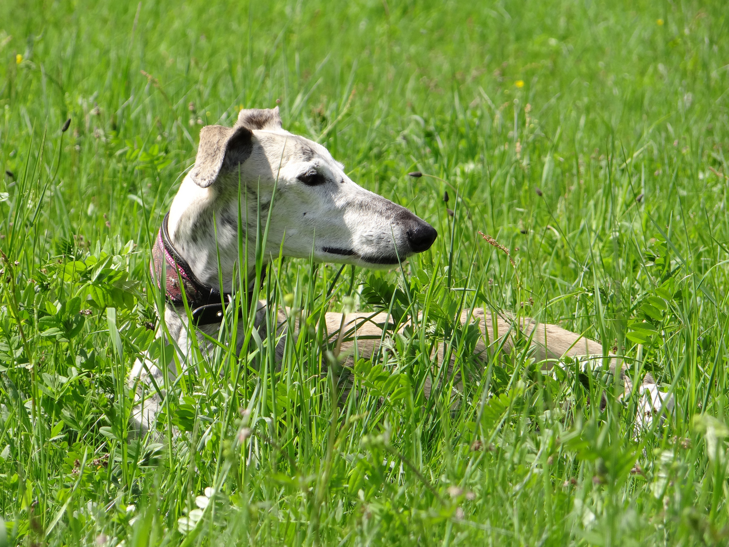 Galgo im Grünen !