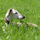 Galgo im Grünen !