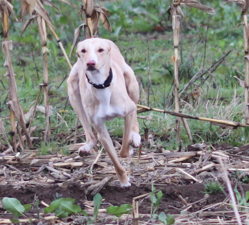 Galgo in Aktion