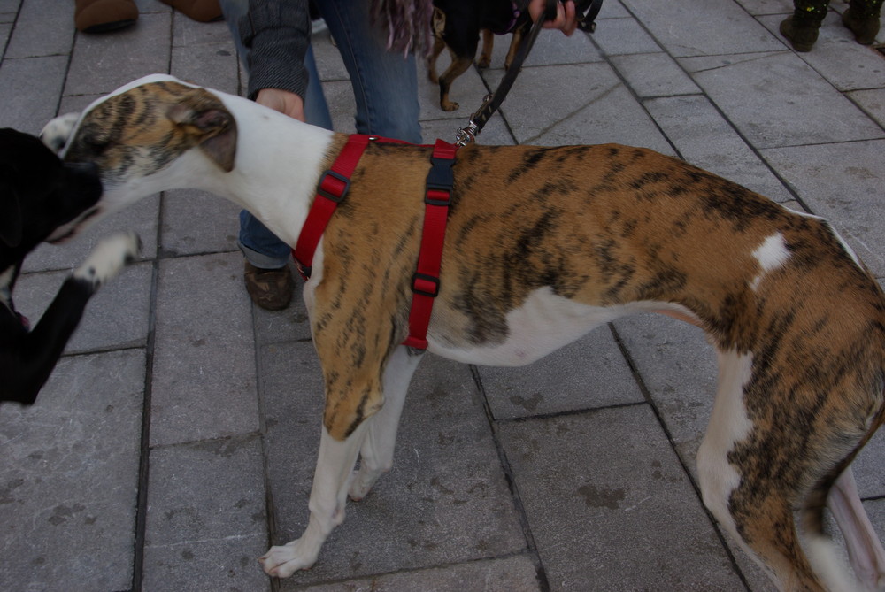 Galgo Inquieto