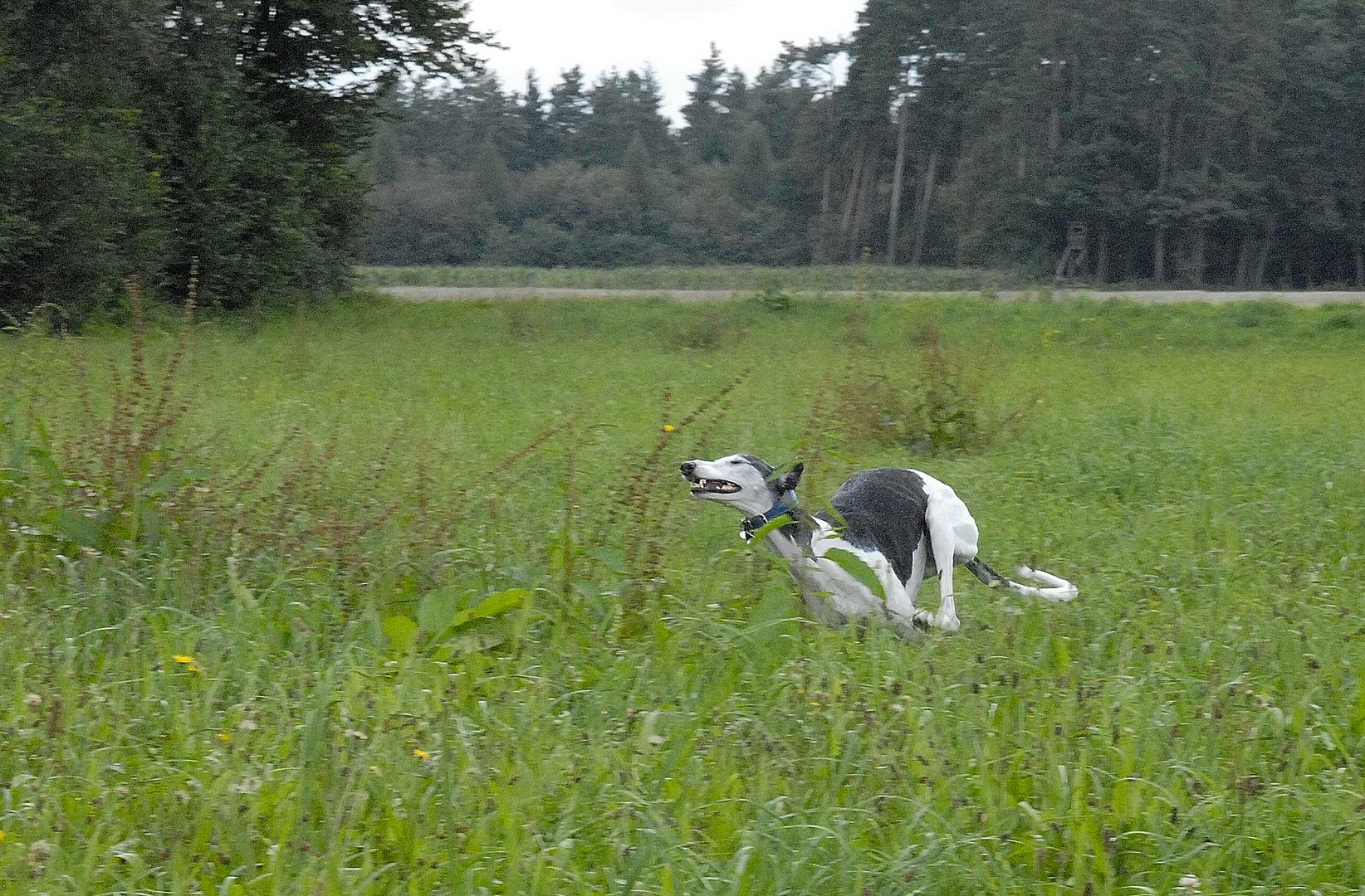 Galgo - Leinen los!