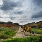 Galgo rastreando