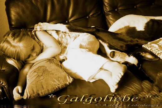 Galgoliebe