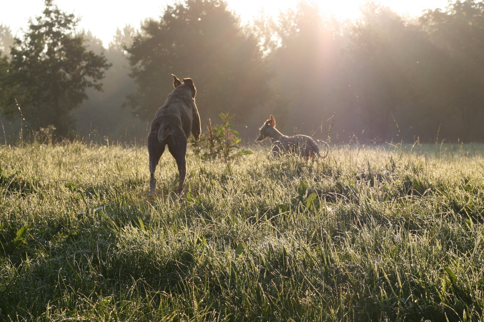 Galgos