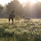 Galgos