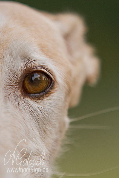 Galgo's Eye ...