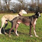 Galgos in der Sonne