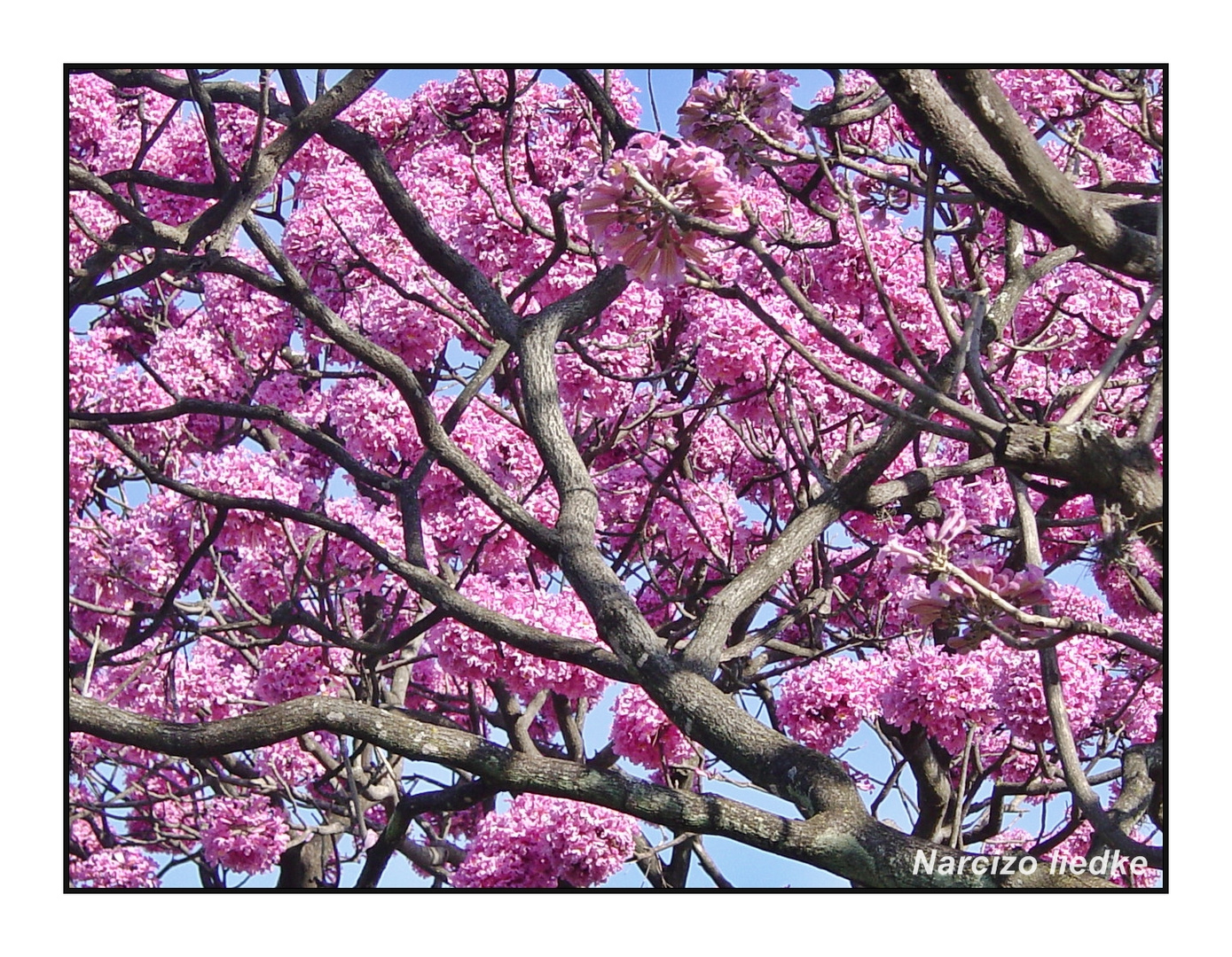 Galhos e Flores