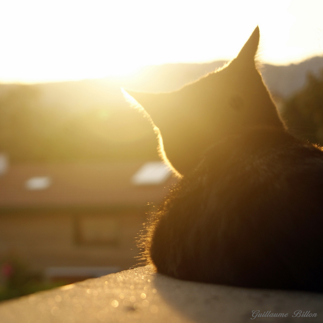 Galia au coucher du soleil