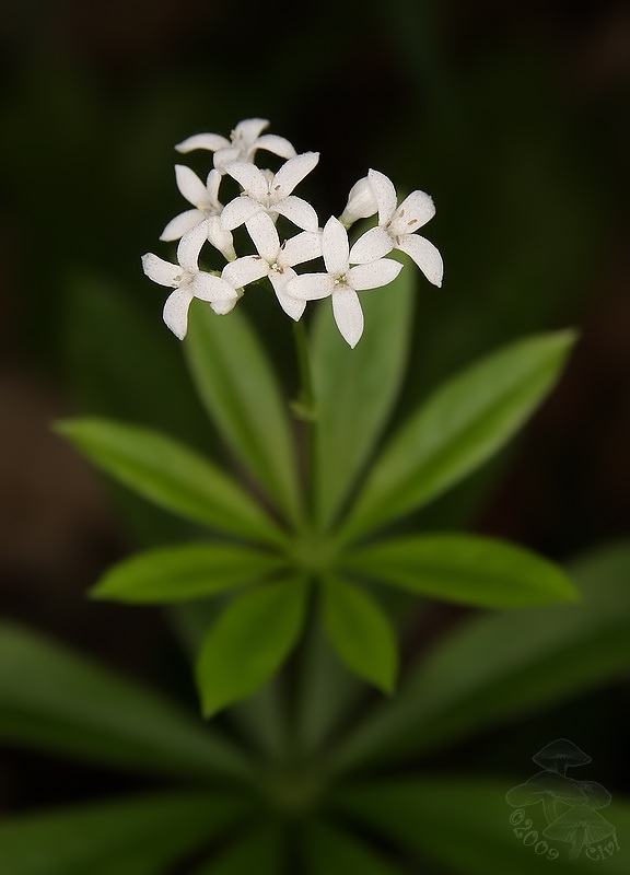 Galium odoratum - lipkavec marinkovy