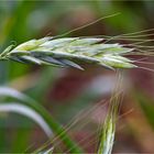 Galizien-Weizen / Polnischer Weizen / Gommer (Triticum turgidum polonicum)