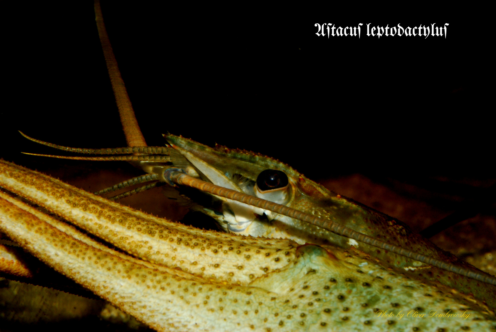 Galizierkrebs (Astacus leptodactylus)