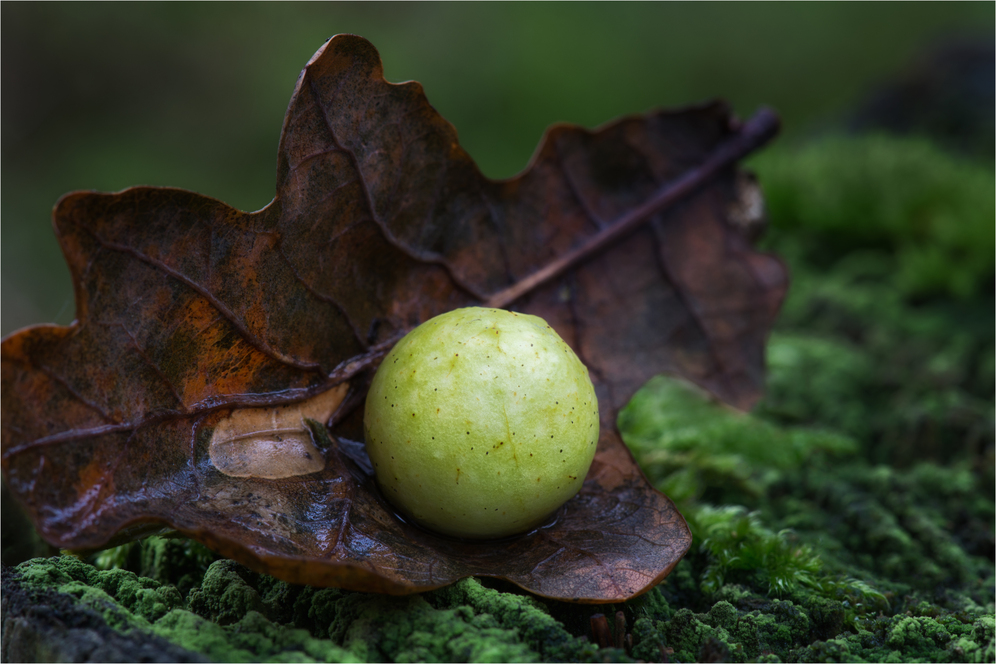 Galle der gemeinen Eichengallwespe (Cynips quercusfolii)