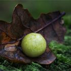 Galle der gemeinen Eichengallwespe (Cynips quercusfolii)