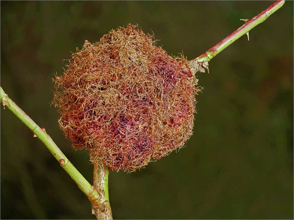 Galle der Gemeinen Rosengallwespe