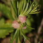 Gallen der Gallmücke  Dasyneura galii an Labkraut (Galium sp.)