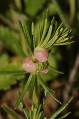 Gallen der Gallmücke  Dasyneura galii an Labkraut (Galium sp.)