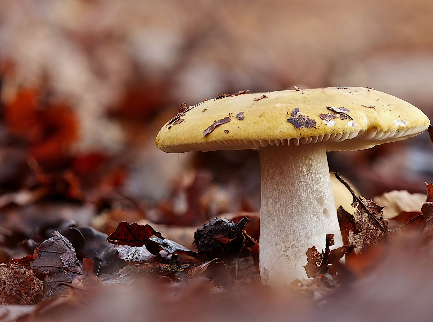 Gallen-Täubling (Russula fellea)