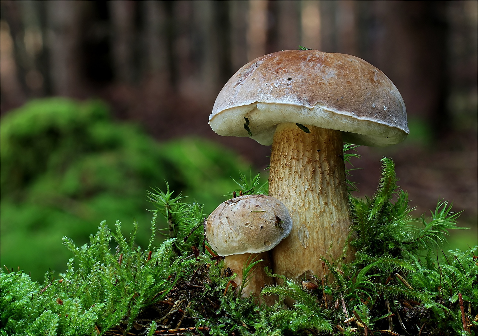 Gallenröhrling (Tylopilus felleus)