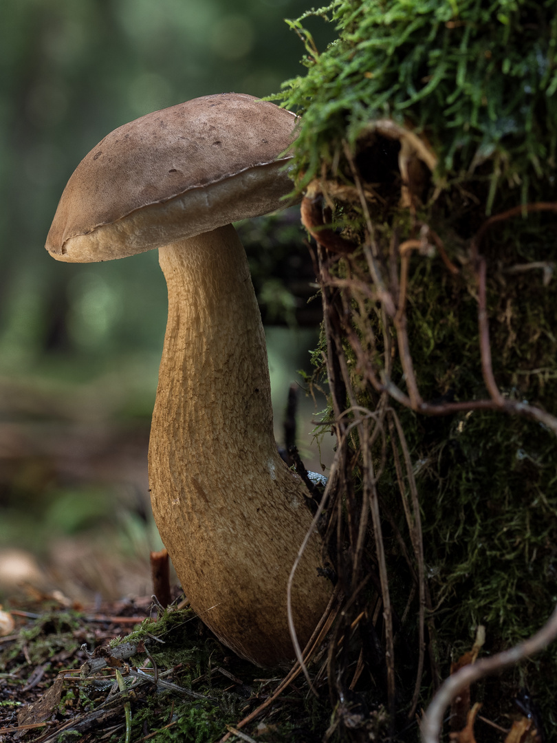 Gallenröhrling (Tylopilus felleus)