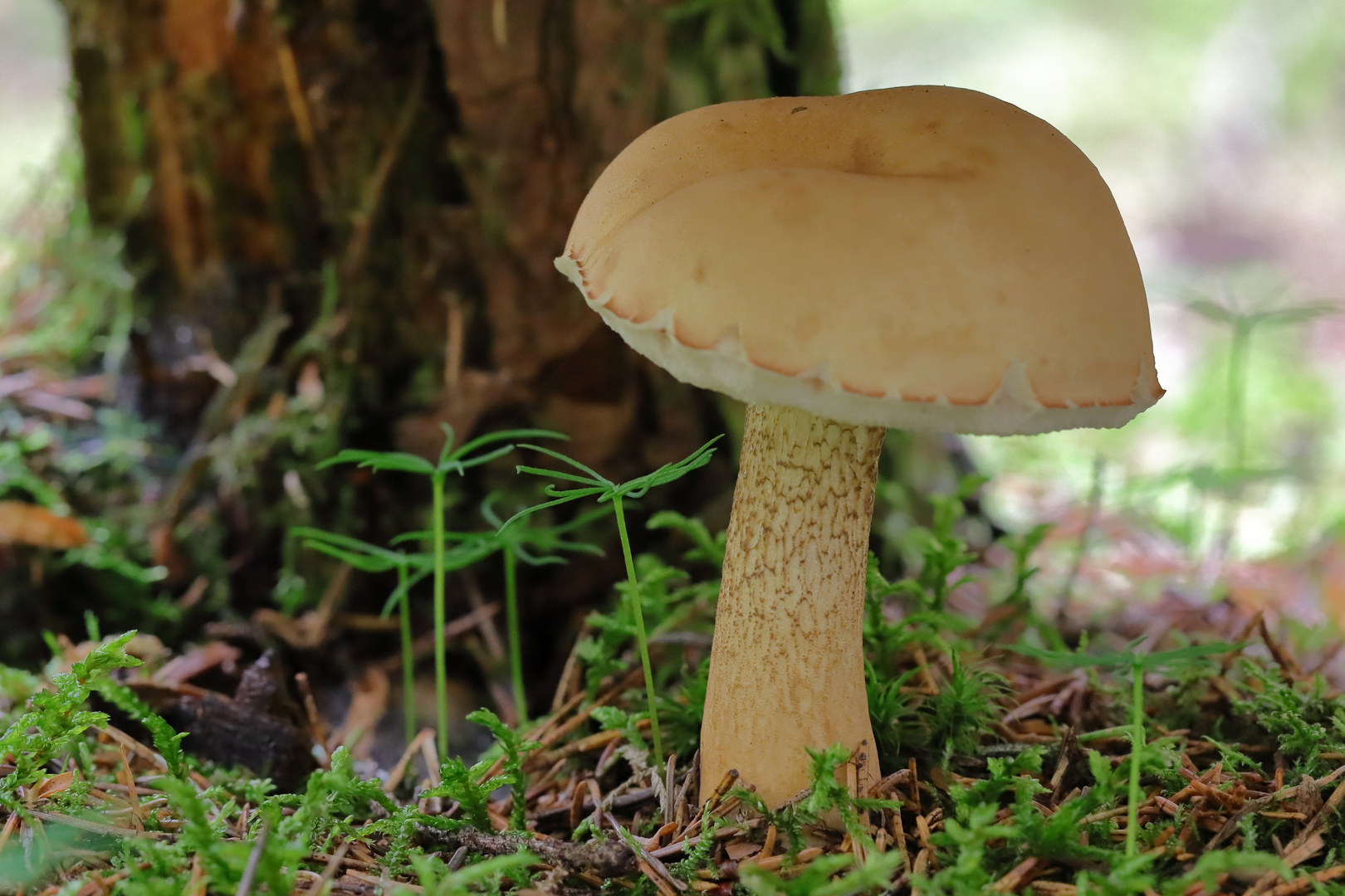 Gallenröhrling (Tylopilus felleus)