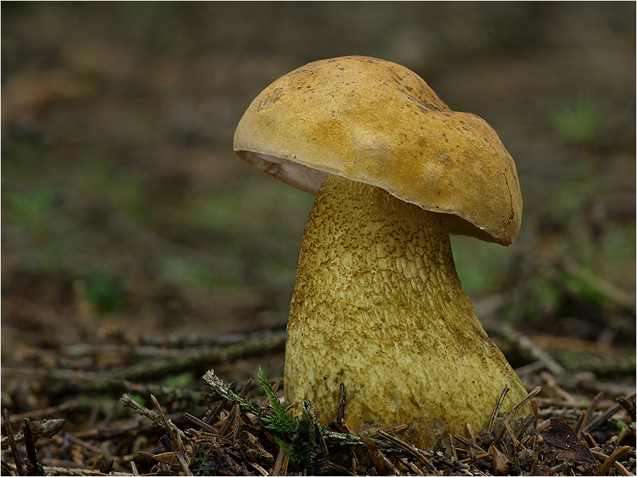 Gallenröhrling (Tylopilus felleus)