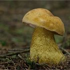 Gallenröhrling (Tylopilus felleus)