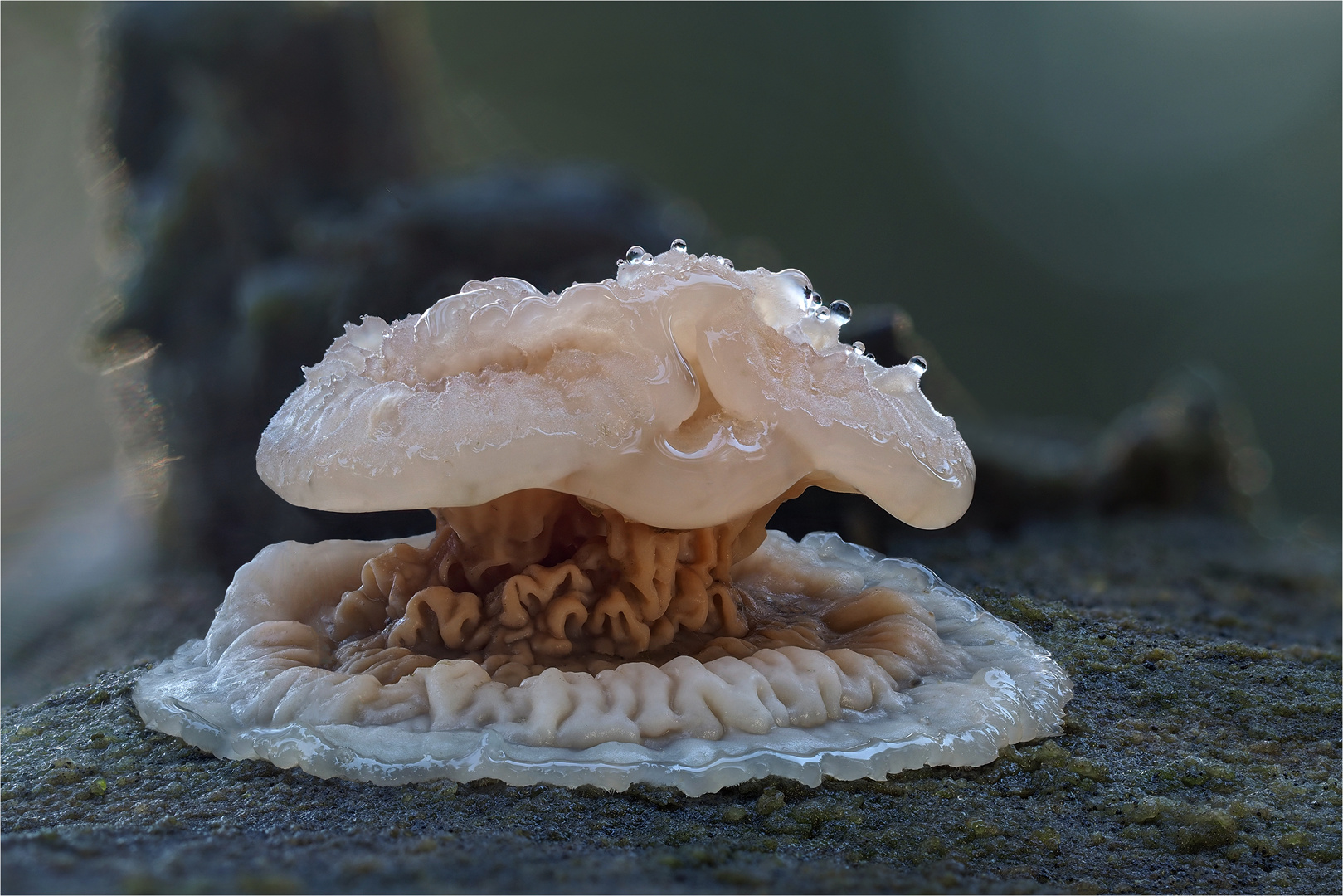 Gallertfleischige Fältling (Merulius tremellosus)