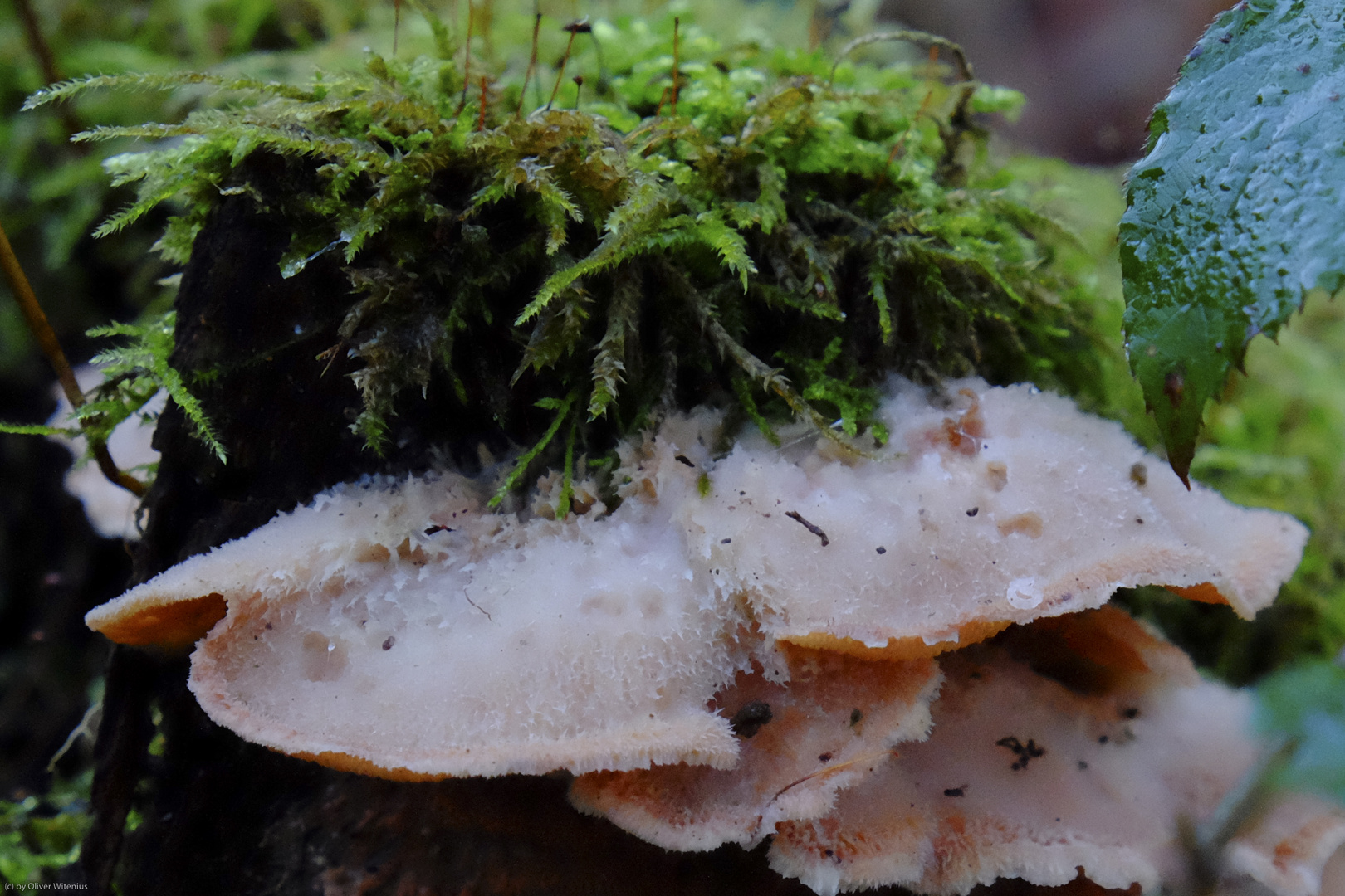 Gallertfleischiger Fältling (Phlebia tremellosa)